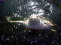 Kemp's Ridley Sea Turtle