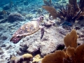 Kemp's Ridley Sea Turtle