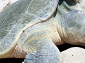 Kemp's Ridley Sea Turtle