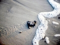 Kemp's Ridley Sea Turtle