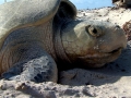 Kemp's Ridley Sea Turtle