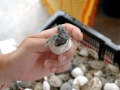 Kemp's Ridley Sea Turtle