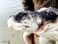 Kemp's Ridley Sea Turtle