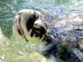 Kemp's Ridley Sea Turtle