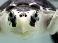 Kemp's Ridley Sea Turtle