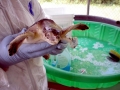Kemp's Ridley Sea Turtle