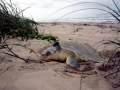 Kemp's Ridley Sea Turtle
