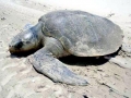 Kemp's Ridley Sea Turtle