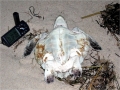 Kemp's Ridley Sea Turtle