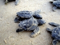 Kemp's Ridley Sea Turtle