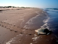 Kemp's Ridley Sea Turtle
