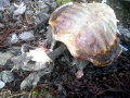 Kemp's Ridley Sea Turtle