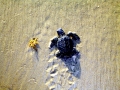 Kemp's Ridley Sea Turtle