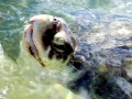 Kemp's Ridley Sea Turtle