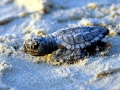 Kemp's Ridley Sea Turtle