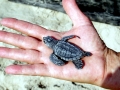 Kemp's Ridley Sea Turtle