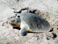 Kemp's Ridley Sea Turtle