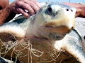 Kemp's Ridley Sea Turtle