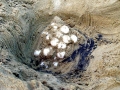 Kemp's Ridley Sea Turtle