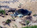Kemp's Ridley Sea Turtle