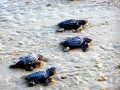 Kemp's Ridley Sea Turtle
