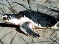 Kemp's Ridley Sea Turtle