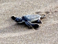 Kemp's Ridley Sea Turtle