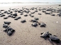 Kemp's Ridley Sea Turtle