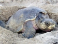 Kemp's Ridley Sea Turtle