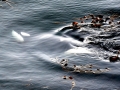 Killer Whale