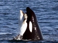 Killer Whale