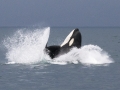 Killer Whale