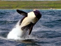 Killer Whale