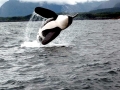Killer Whale