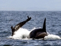 Killer Whale