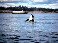 Killer Whale