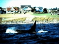 Killer Whale