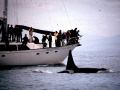 Killer Whale