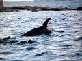 Killer Whale