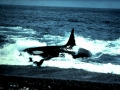 Killer Whale