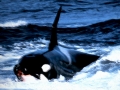 Killer Whale