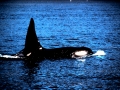 Killer Whale
