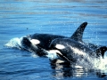 Killer Whale
