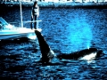 Killer Whale