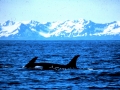 Killer Whale