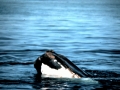 Killer Whale