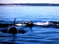 Killer Whale