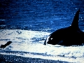 Killer Whale