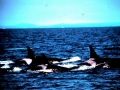 Killer Whale