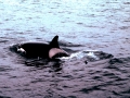 Killer Whale
